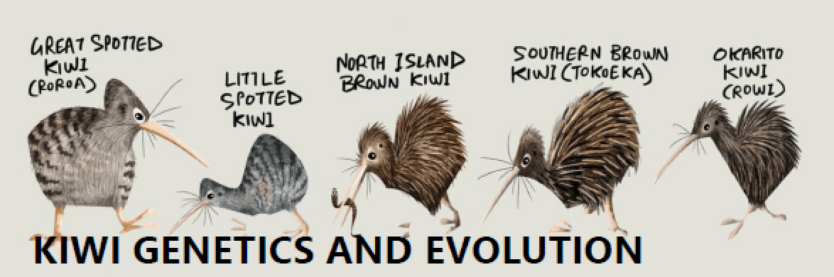 Kiwi genetics and evolution